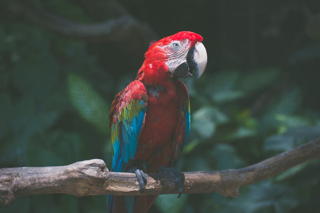 Birds